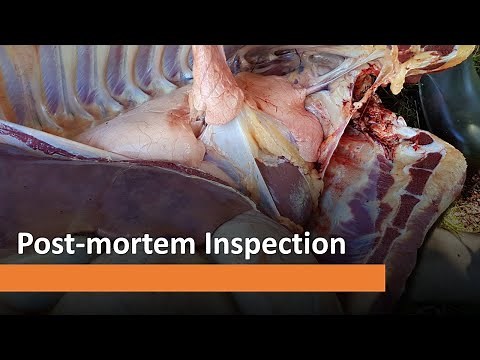 Lecture 8: Post-mortem Inspection