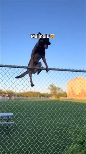 World’s Highest Jumping Dog 🤩