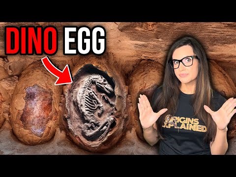 The Dinosaur Egg Discovery That Shocked the Internet