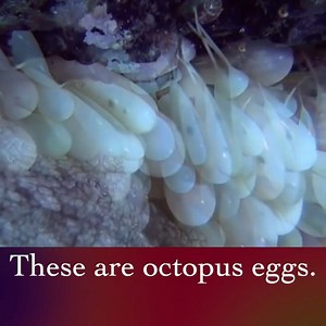 RARE VIDEO OF OCTOPUS EGGS HATCHING 🐙 | This Blew My Mind
