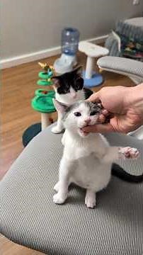 foster kitten status and adoption update #catrescue