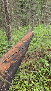 24K views · 476 reactions | Beautiful log 藍 | Silly Hippy | Facebook