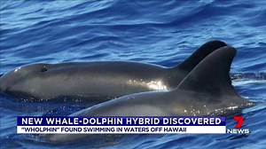 9.8K views · 67 reactions | The so-called “wholphin” is a new species of sea mammal that has been discovered off Hawaii. www.7plus.com.au/news #7News | 7NEWS Brisbane | Facebook