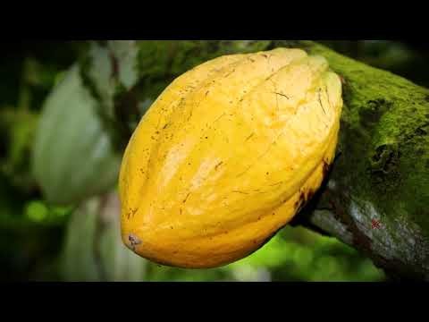São Tomé & Príncipe – A Treasure in the Gulf of Guinea