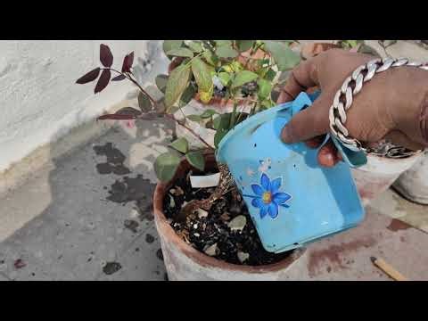 Rose Plants New Tips And Use Humic Acid