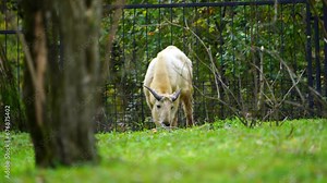 Video of Golden takin in zoo
