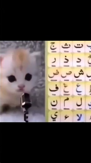 Cat Learning Arabic Alphabet