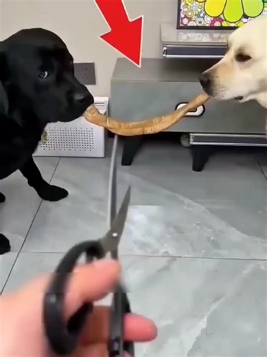 Heartwarming Tales of Dogs and Friendship