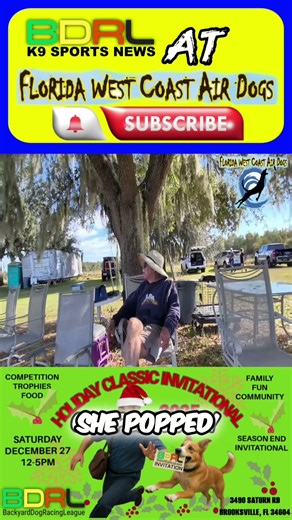 Watch This Dog's Amazing Natural Talent for Diving! #shorts