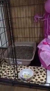 4.5K views · 52 shares | Camila  she is at home  already !  | Princess the Cat Model | Facebook