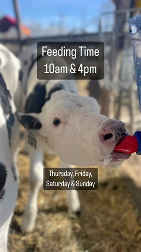 28 reactions · 3 comments | FEEDING TIME for Clover and Daisy! ❤️❤️ Come learn about our babies while we feed them. And watch them get the ZOOMIES! Thursday, Friday, Saturday & Sunday 10am & 4pm #babyfarmanimals #holstein #babycows | Campbell's Orchards | Facebook