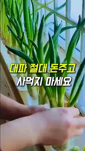 대파 수경재배 무조건 성공하는 방법🌱(구매링크👉 [143번] 검색👉구매😊)