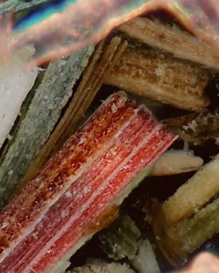 This photographer loves to capture the tiny details of the food we eat 😮🔬 | STUDENTbible