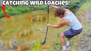 176K views · 1.9K reactions | Catching Wild LOACHES For My AQUARIUM! | Rob’s Aquatics | Facebook