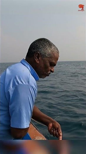 Barracuda on the Line! Fishing with Squid Bait #fishing #fishingvideo #fishingtime