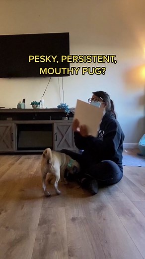 Managing Pesky Pugs: Tips for Training Your Mouthy, Jumping Pup