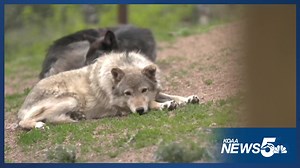 U.S. Fish and Wildlife Services tells Colorado no more wolves from Canada or Alaska