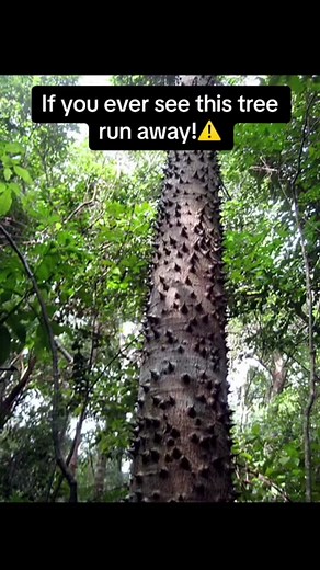 Beware of the Sandbox Tree: A Deadly Danger in Nature