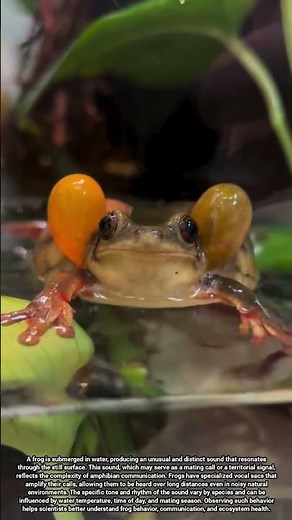 Unique frog sounds underwater and their role in communication