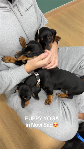 Puppy Yoga in Novi Sad❤️