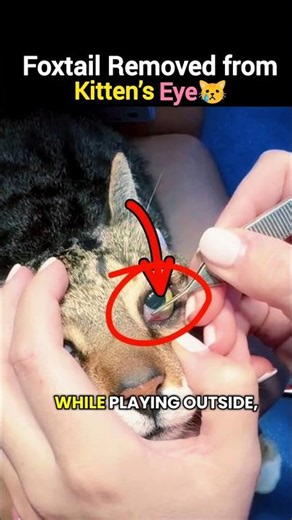Foxtail Removed from😿 Kitten’s Eye #KittenCare #VeterinaryCare #PetHealth #AnimalCare #KittenRescue