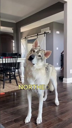 TOP 10 Dog Breeds That Look Like Wolves #shorts #shortsfeed #dogshorts