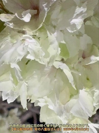 ｢市原虎の尾｣枝に花の咲く様子がトラの尾のようなので。【東山動植物園 宵の八重桜さんぽ】2026年4月8日(水)