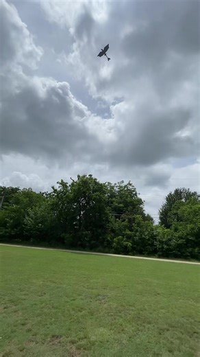 Toothless Takes Flight: A Real-Life Adventure