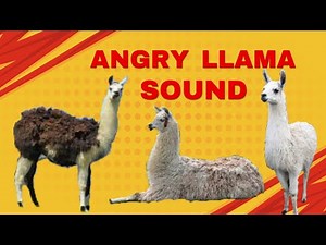 Angry Llama Sound | Funny Llama Sound | Llama Spits Kids Face | Llama Alarm Call |DomesticWildAnimal