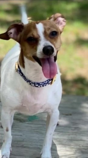 Worlds Smallest Dog Breeds: "Chiweenie: Unleashing the Adorable Hybrid Wonder!" 🌟