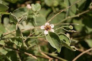Abutilon Incanum | Hoary Abutilon | 10 Seeds - Etsy Canada