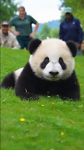 Baby Panda Rolls Down Hill in Cutest Moment Ever