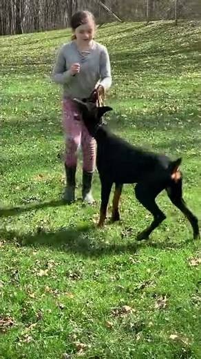 Premier Doberman Cora