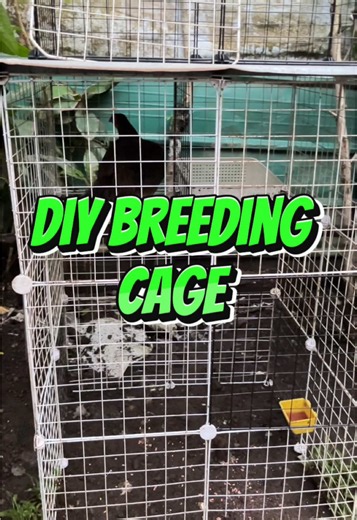 DIY Chicken Coop Cage Building Guide for Game Fowl Breeders