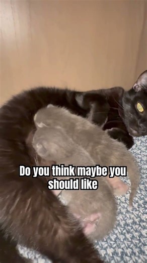 😹.. #cat #petshub #funnyanimals #likeandsubscribe #kittens #petvideos #blackcat #blowthisaccountup