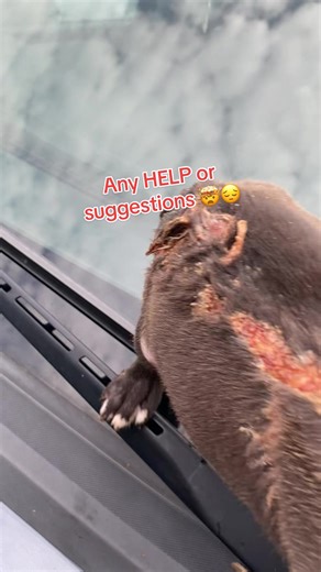 The only 2 left from a litter of 10. Had a heat lamp explode and the welping box caught on fire. Never had to deal with this before…. #pitbull #puppy #puppylove #puppycare #burntreatment #aftercare #gamedogpitbull #hitthathogg #gamedog #dogyard #hogdogs #dogman #workingdog #puppywork #doghelp #puppyhelp