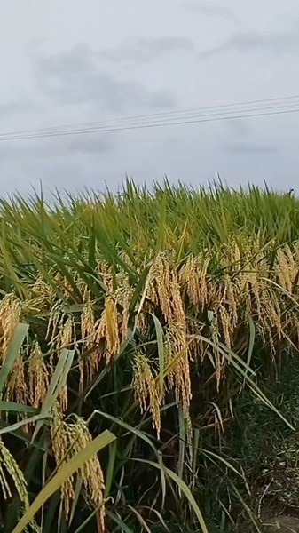 New Rice Variety That Outperforms Inpari 32 and Cibatu