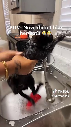 Cats Dislike Bath Time: Hilarious Reactions