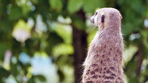 Animal, Cute, Mammal. Free Stock Video