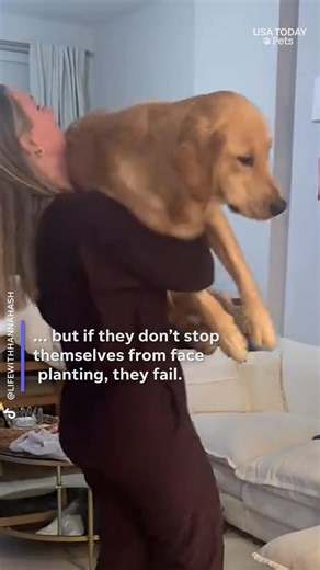 The paws on the wall test is taking off on social media as dog owners are testing their pets' quick instincts. #usatodaypets | Naples Daily News