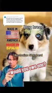 All about AUSTRALIAN SHEPHERDS #dogs #history #learning #dogbreeds #australianshepherd #pets