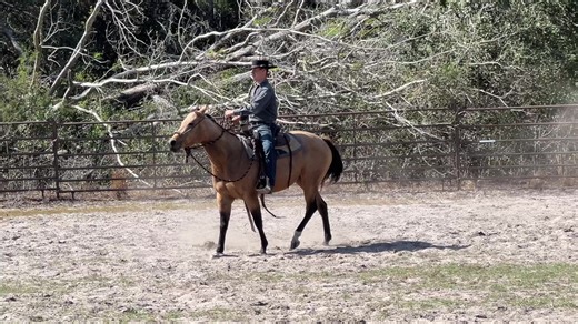 Filly Colt working on Canter Departures | Carson James