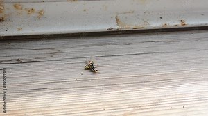 Spraying the wasp with insect repellent. Fumigation. Extermination of insects. Death of a wasp. Pest control.