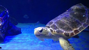 Birch Aquarium to Remain Open With Outdoor-Only Exhibits