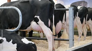 Detail shot with huge Holstein cow udders in a dairy farm