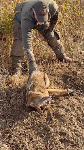 How to Pet a Coyote (And Live to Tell About It)