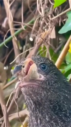 Beyond the Hunt: The Incredible Story of the Bird that Swallowed a Snake Whole.