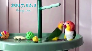 Top 100 Highlights of Animals on Vine - Funny & Cute Animals Compilation 2018