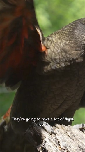 3.2K views · 102 reactions | TREE KANGAROO TAKEOVER 3/5: JUST...