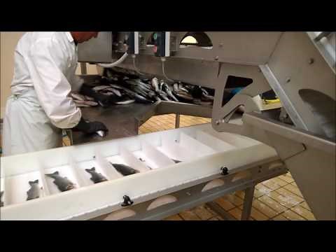 Fish Grading & Batching by Thema-Automation